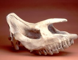 Prehistoric Rhino Skull