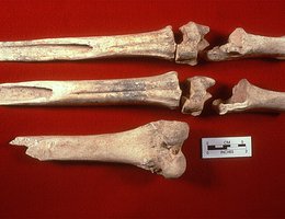 Elk leg (top) and rare bear femur bone tools from the Nebraska Eagle Ridge site. These tools made from bone were used to scrape flesh off hides.