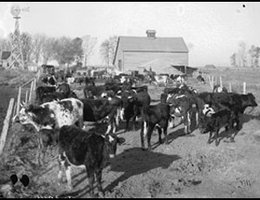 Lewis Hoppie’s livestock near Lexington, 1887