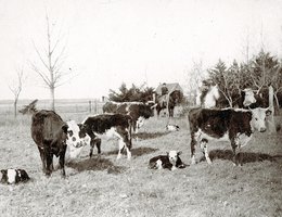 Cows and their calves at Snyder place near Milburn, Nebraska