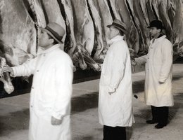 Inspecting beef carcasses