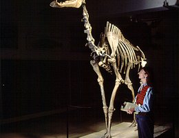 Prehistoric Camel Skeleton