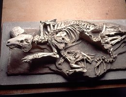 Oreodont skeleton. Oreodonts are now extinct