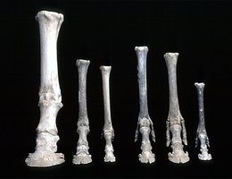 Leg bones of the ancestors of today's horse