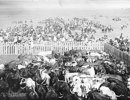 About 95 head of cattle waiting to be issued, circa 1889