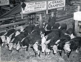 Hereford cattle