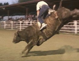 Bull riding at a modern Mexican Rodeo; Springfield, NE, 2003