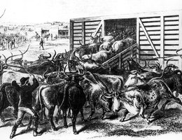 Transport of Texas Beef on the Kansas-Pacific Railway; Scene at a Cattle Shoot in Abelene, Kansas, 1871
