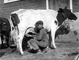 Boy milking cow at Overlook Farm