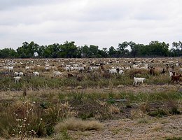 Goats on Jeffrey Island