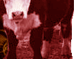 0805_0407cow.png