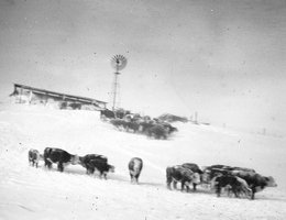 Snowbound cattle on C. H. Greenwood ranch near Whiteclay, Sheridan County, Nebraska, 1949