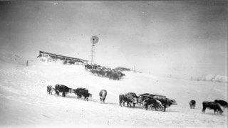 Snowbound cattle on C. H. Greenwood ranch near Whiteclay, Sheridan County, Nebraska, 1949