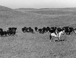 Herding Cattle on the Higgins Ranch, 1940s