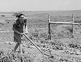 Mrs. Pierce working in her garden, Lancaster County