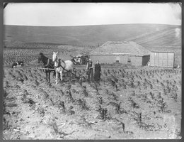 Using all the farm for crops — planting corn up to the front door, Custer County, Nebraska, 1888