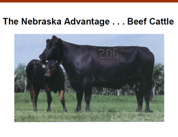 The Nebraska Advantage...Beef Cattle