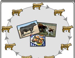 Beef Life Cycle