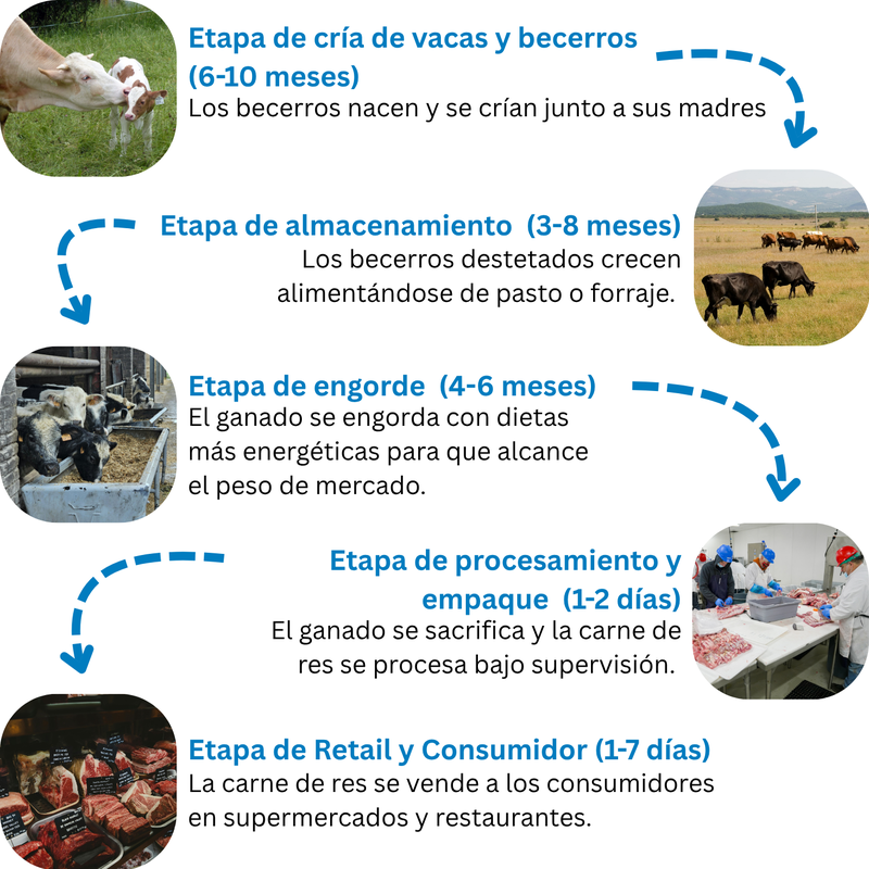 Beef Production Graphic (ES)