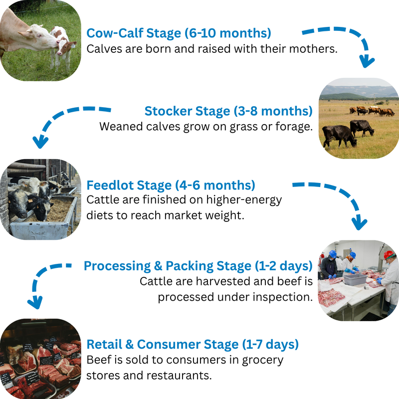Beef Production Graphic
